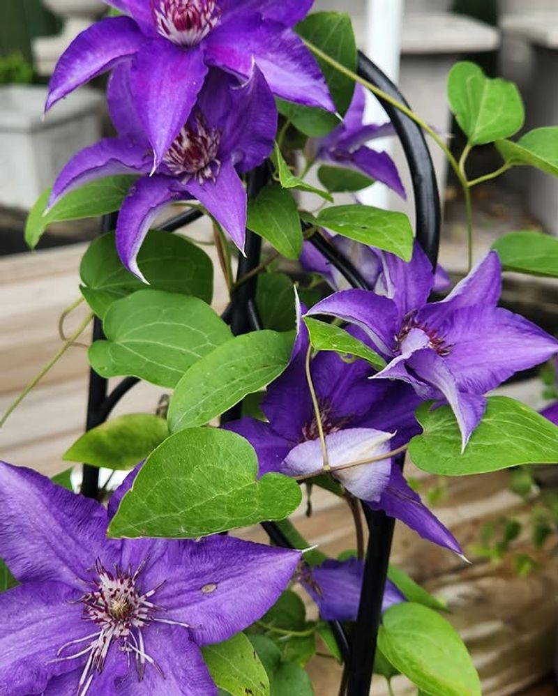 Clematis Adds Long-Term Color To Garden Structures