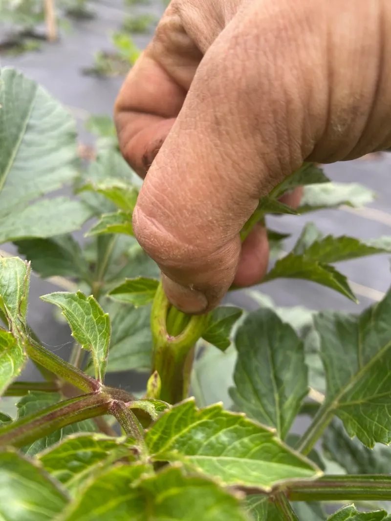 Dahlias Grow Bushier After Their First Pinch