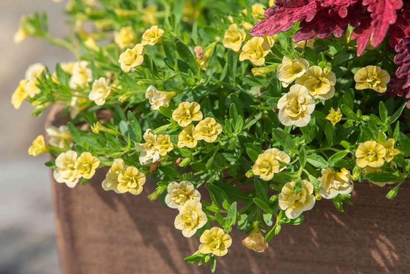 Calibrachoa Fills In With Early Pinching