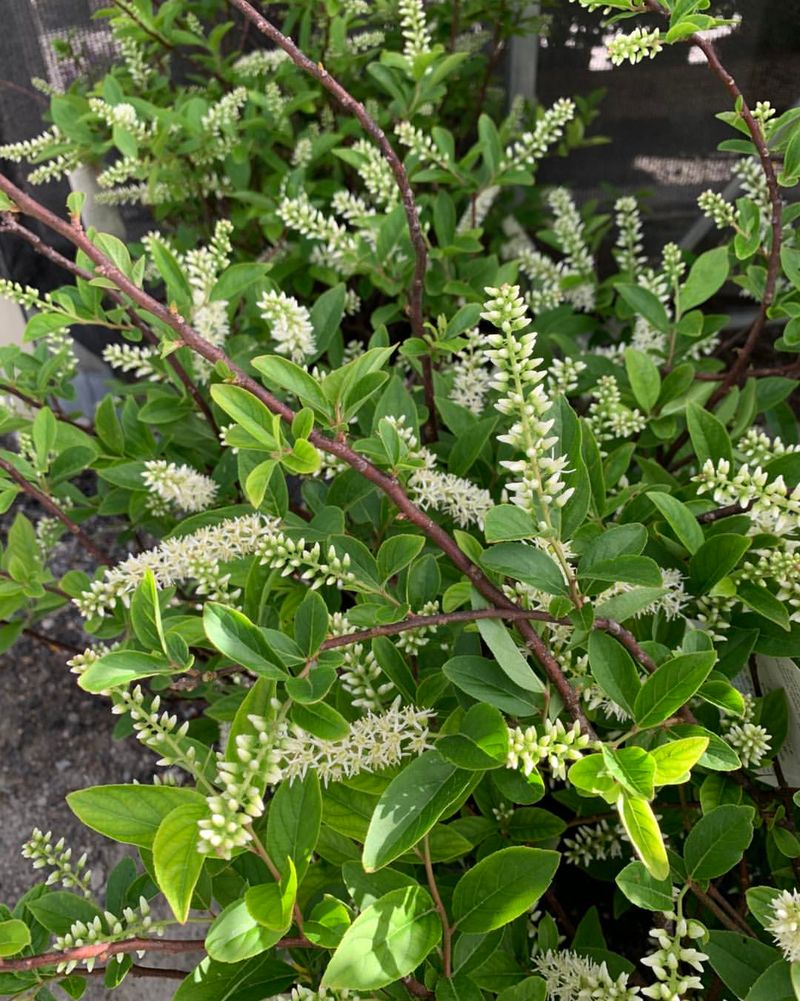 Virginia Sweetspire (Itea virginica)