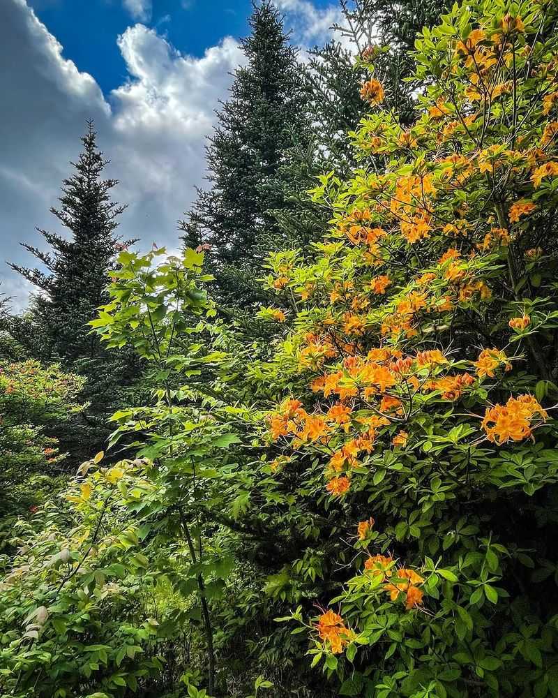 Flame Azalea (Rhododendron calendulaceum)