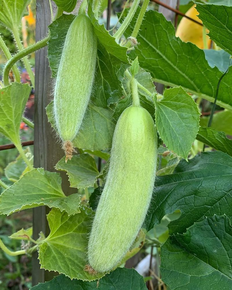 Armenian Cucumber Handles Heat And Keeps Producing