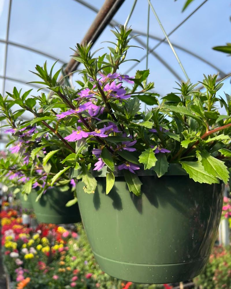 Scaevola Blooms Steadily In Heat And Sun