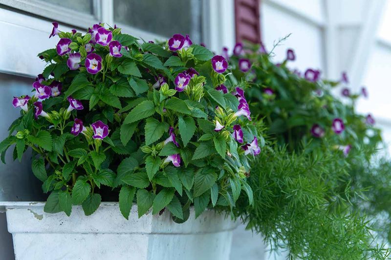 Torenia 