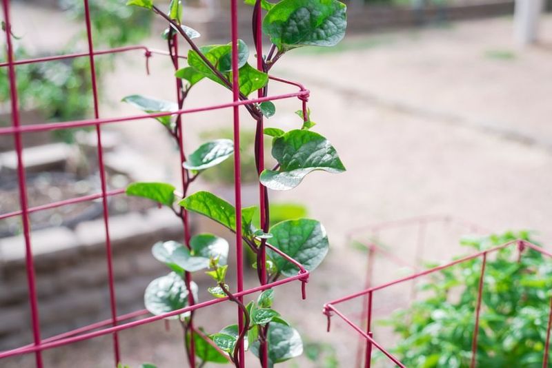 Malabar Spinach