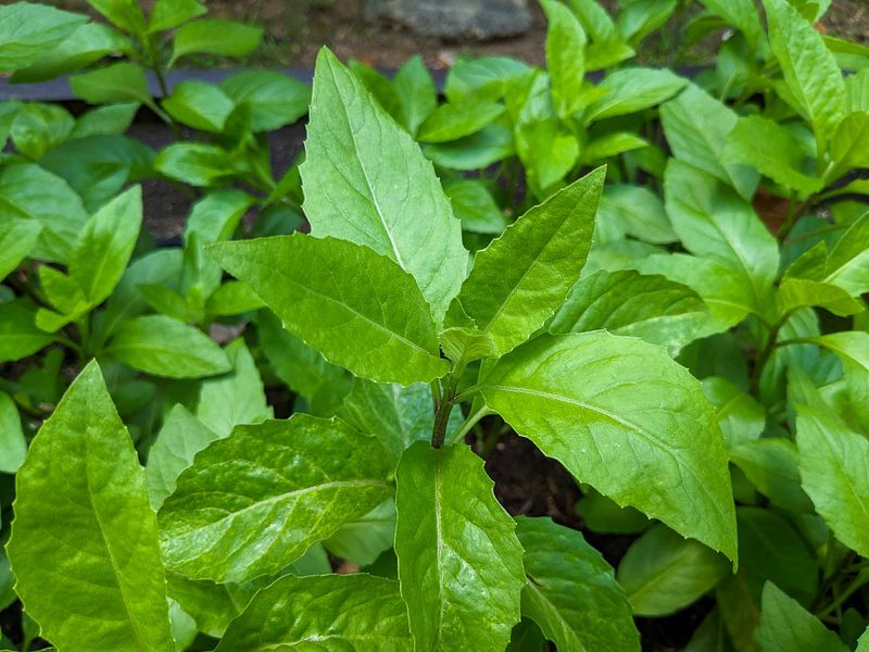 Longevity Spinach Grows Fast In Warm Shady Spots