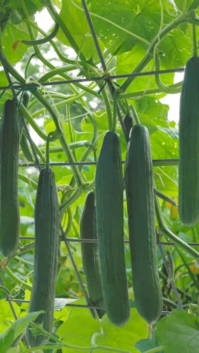 Cucumbers Grow Fast And Produce Quickly In Heat