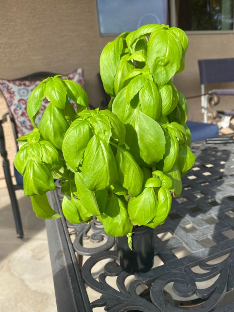 Basil Offers Aromatic Leaves For Year-Round Cooking