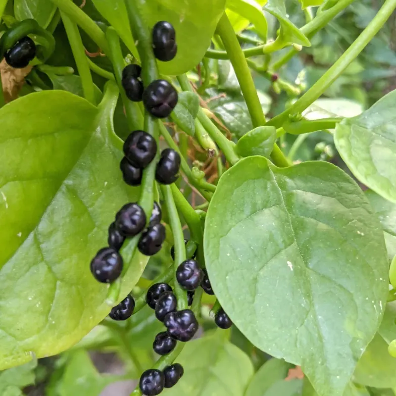 Malabar Spinach