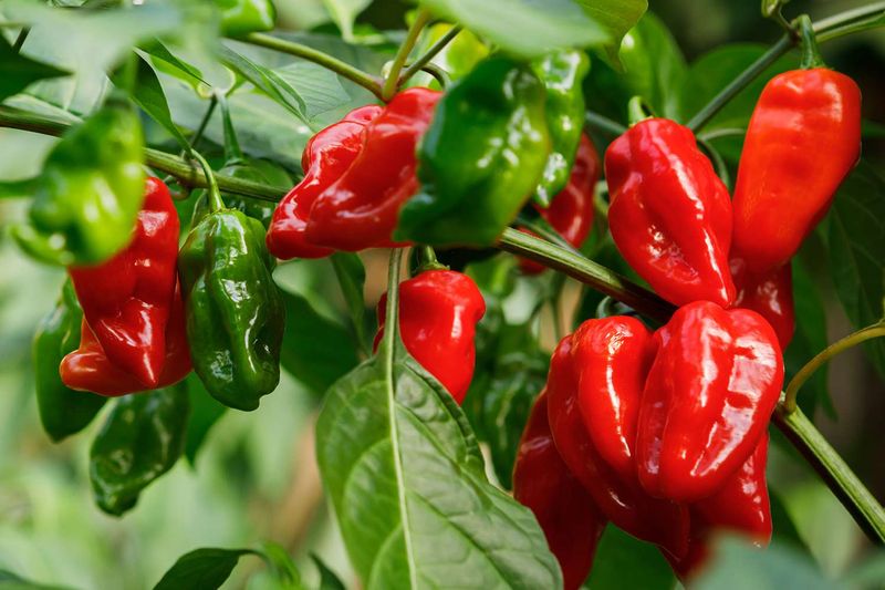 Peppers (Hot And Sweet)