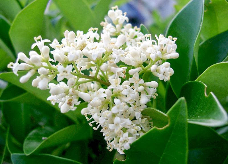 Ligustrum Grows Fast Into A Full Privacy Screen
