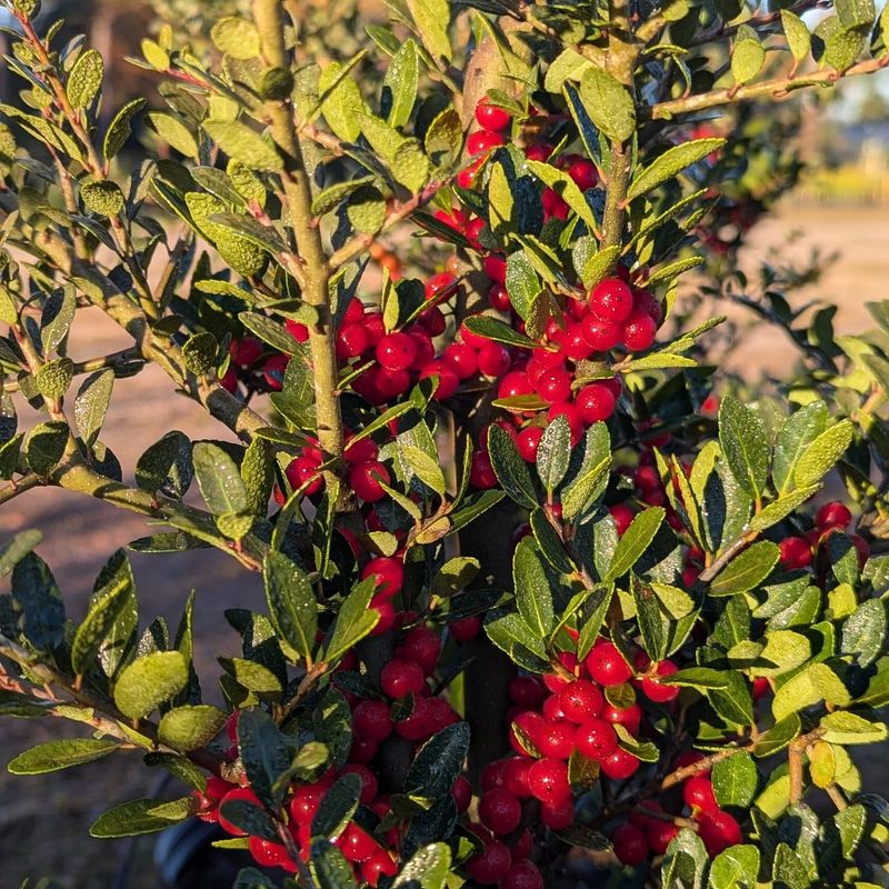 Yaupon Holly With Year Round Interest