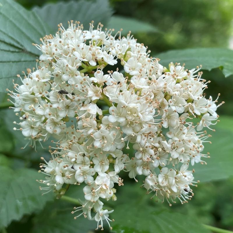Arrowwood Viburnum Forms A Dense Barrier And Supports Wildlife