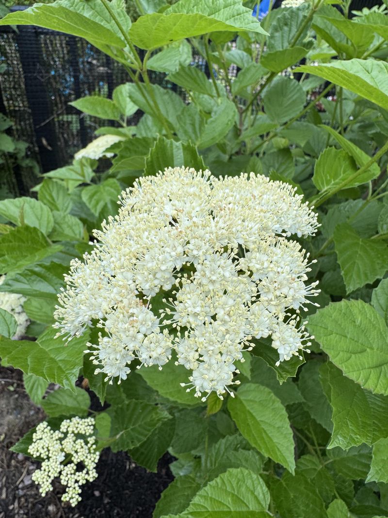 Arrowwood Viburnum Thickens Quickly And Supports Wildlife