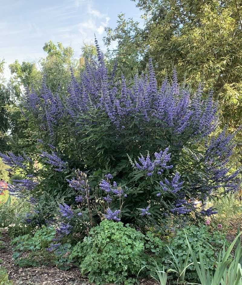 Chaste Tree Adds Airy Blooms And Handles Georgia Heat