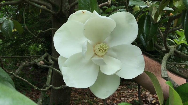 Southern Magnolia (Magnolia grandiflora)
