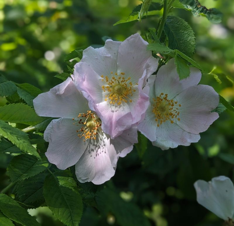 Dog Rose