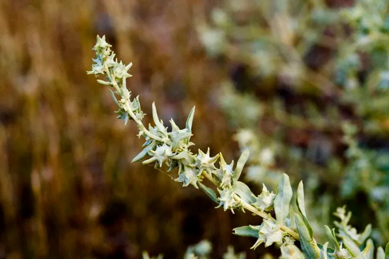 Saltbush (Seacoast Atriplex)