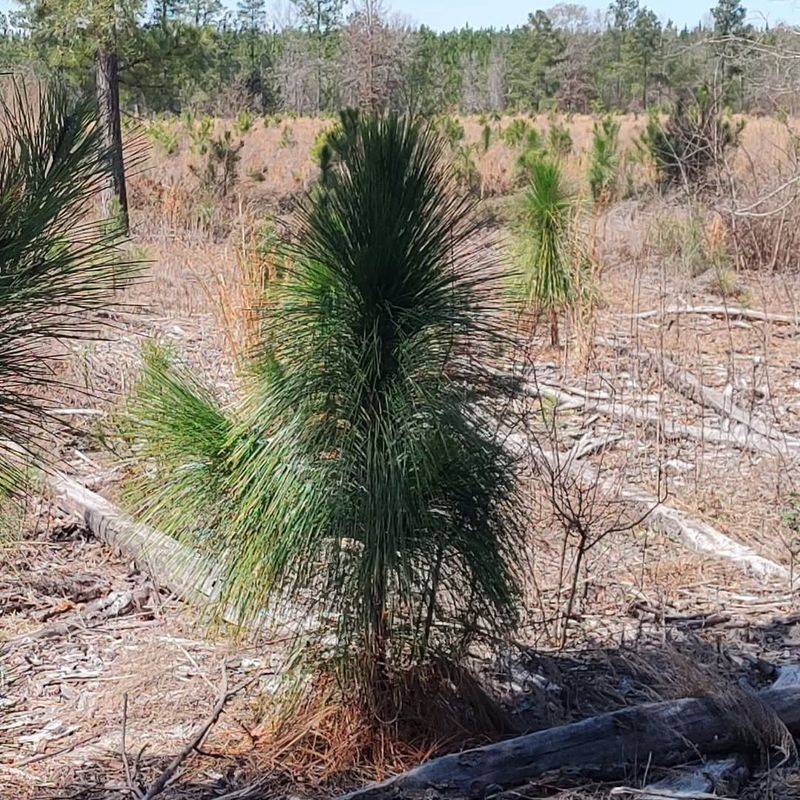 Loblolly Pine Gains Strength During Establishment With Feeding