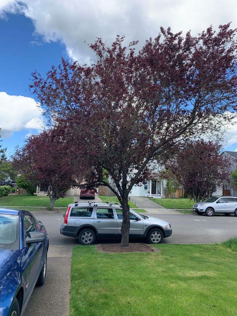 Ornamental Plums Dropping Leaves In Drought