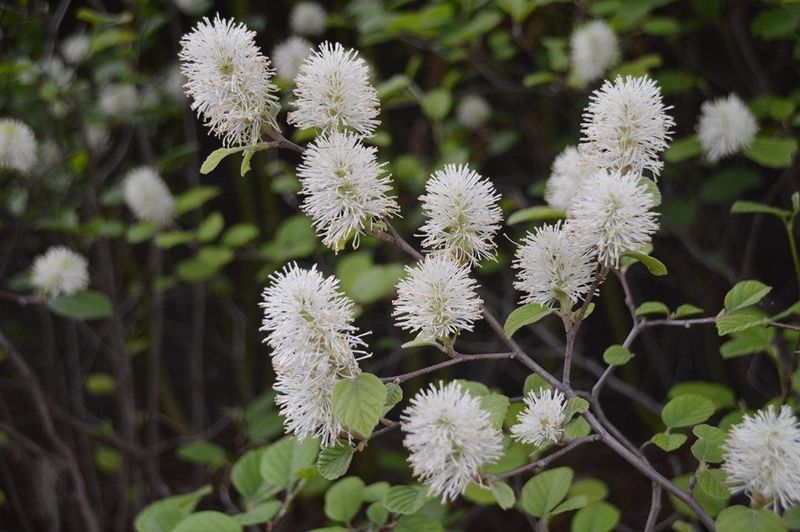 Dwarf Fothergilla (Fothergilla gardenii)