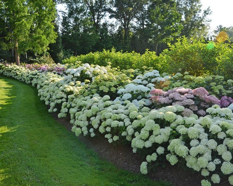 Smooth Hydrangea Delivers Reliable Summer Blooms