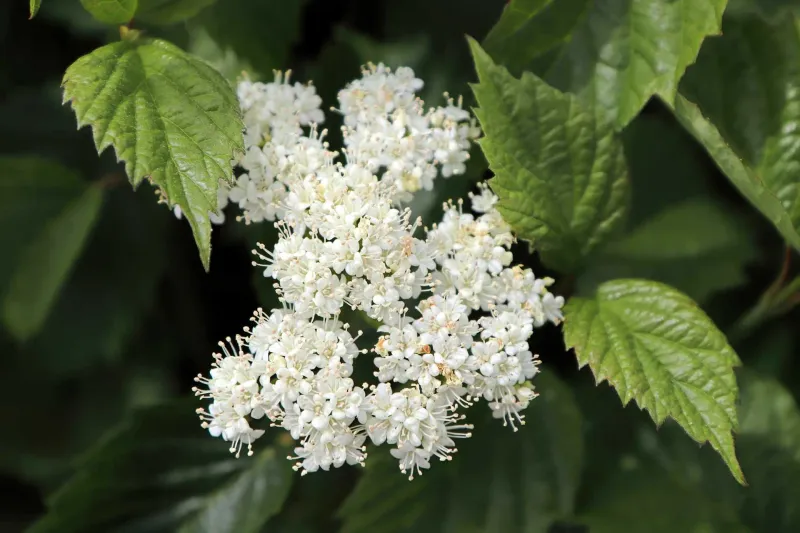 Arrowwood Viburnum (Viburnum dentatum)