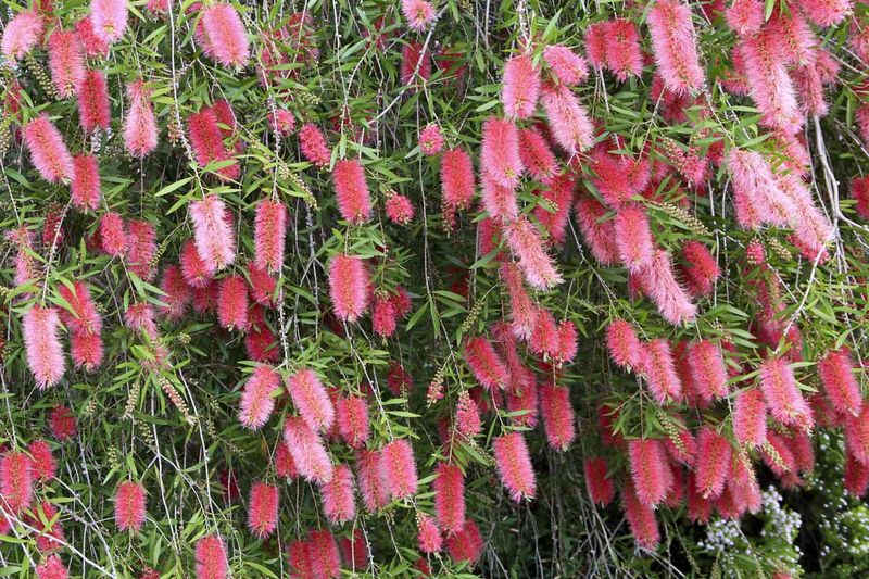 Bottlebrush Looks Better When You Let The Red Spikes Finish First
