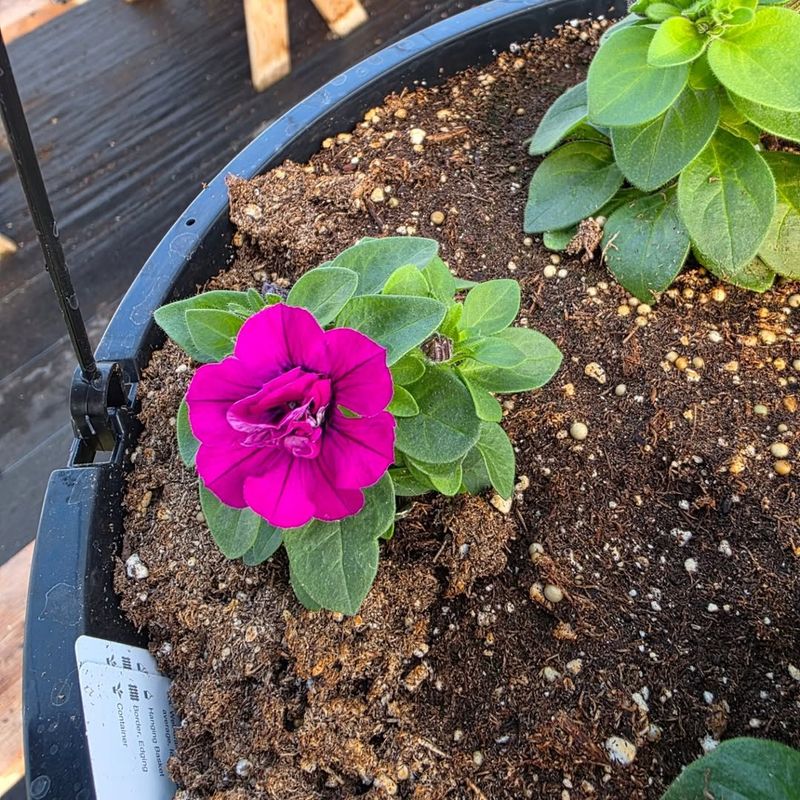 Petunias Recover Fast After Brief Temperature Changes