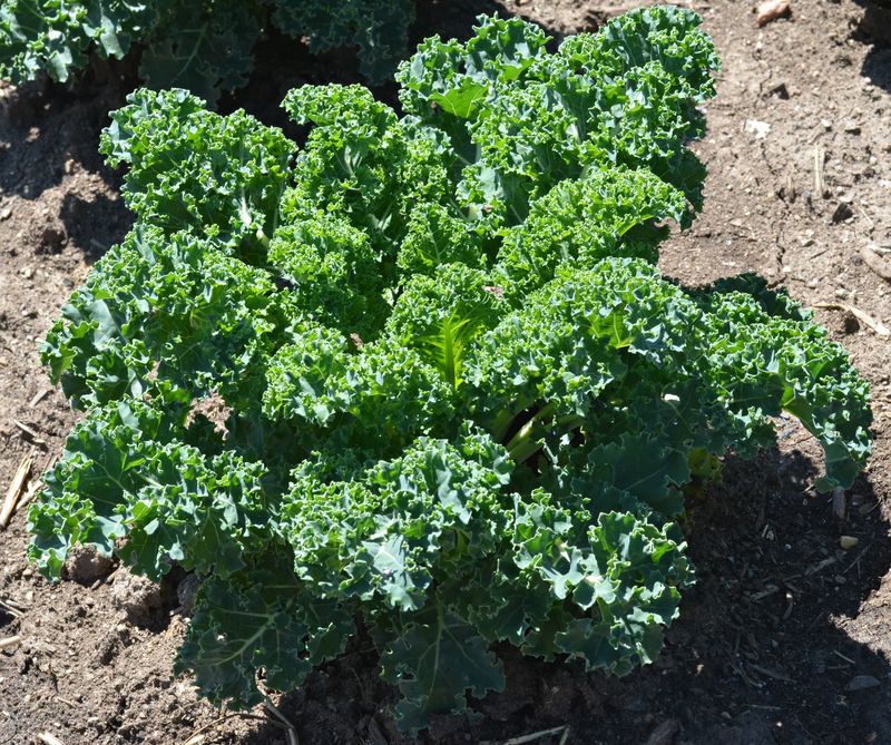 Kale (Brassica Oleracea Var. Sabellica)