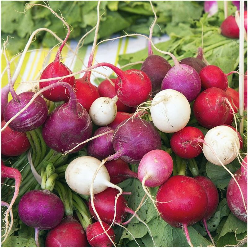 Radishes (Raphanus Sativus)