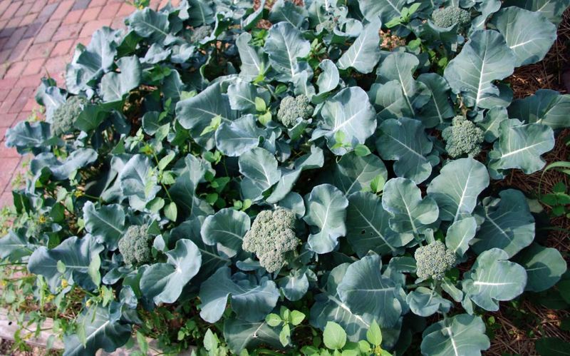 Broccoli Transplants Handle Cool April Weather Well