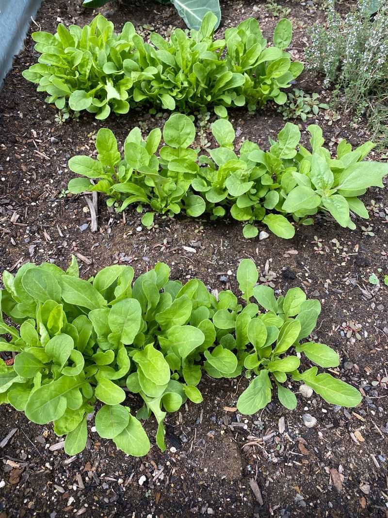 Arugula Grows Fast And Fits Between Seasonal Crops