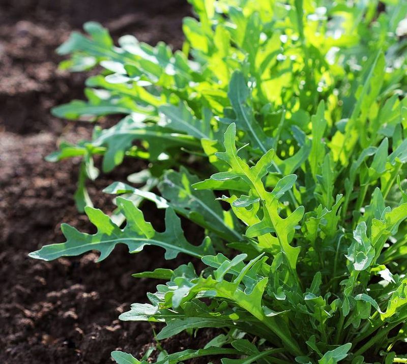 Arugula Grows Quickly In Cooler Shadier Spots