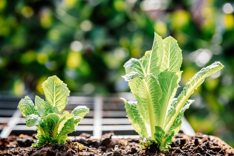 Lettuce Keeps Fresh Picking Going Into Early Summer