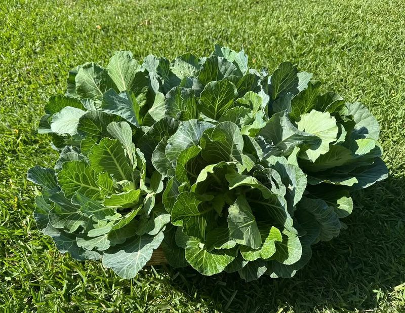 Collard Greens Holding Strong In Chilly Weather