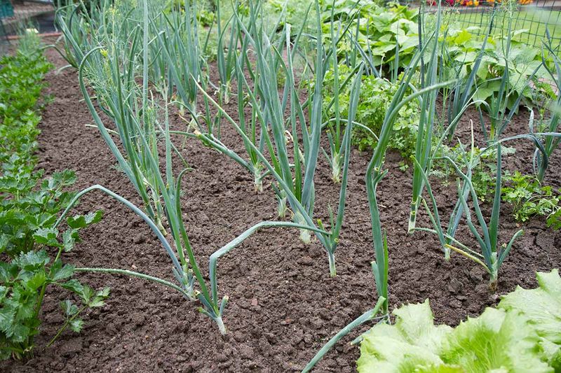 Green Onions Fit Easily In Small Spaces