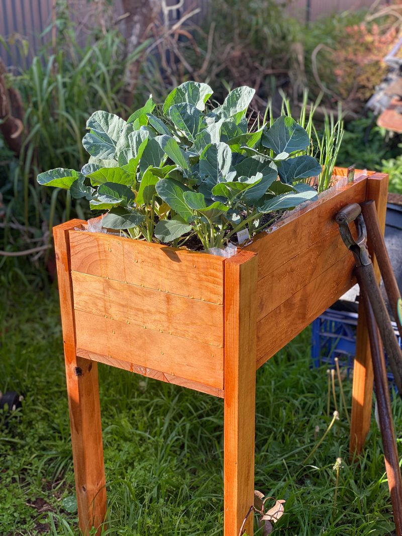 Broccoli Transplants Settle In Before Heat Builds