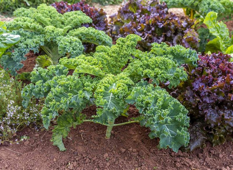 Kale For A Tough Productive Start