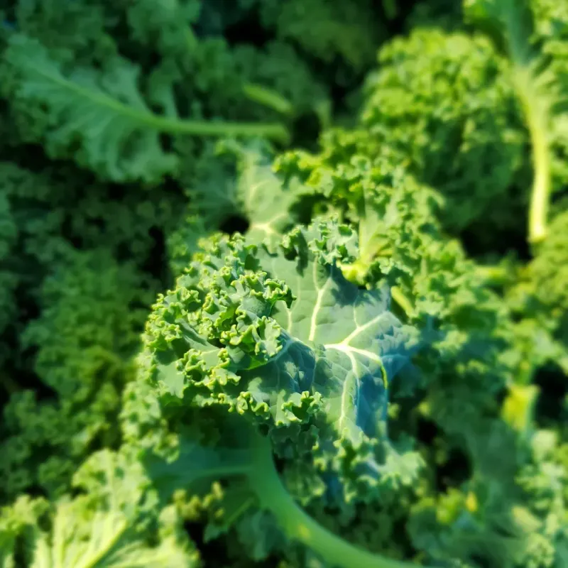 Kale