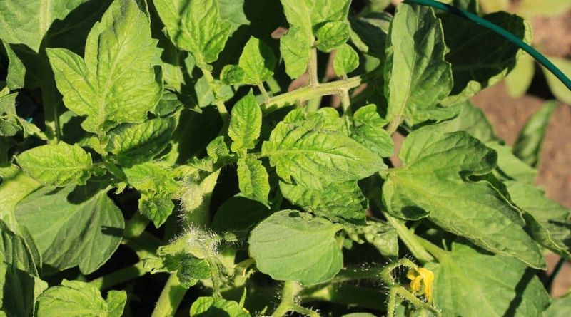 Why Leafy Growth Is Not The Goal Anymore