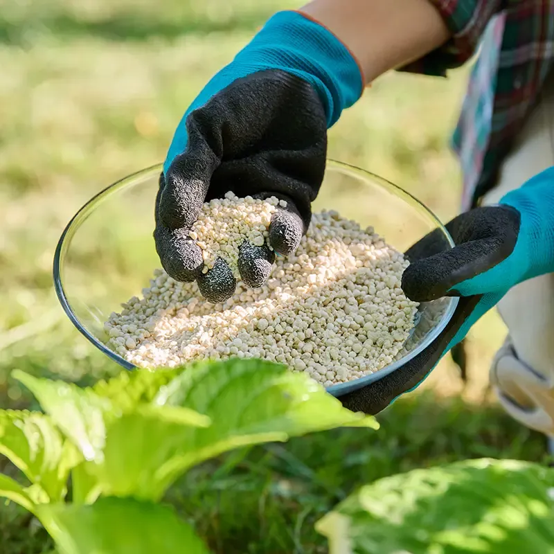 Feed Early To Keep Roots Safer