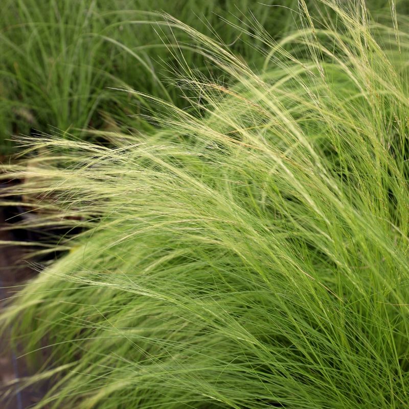Mexican Feather Grass