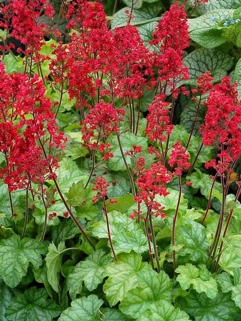 Coral Bells
