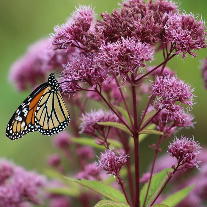 Joe Pye Weed Towering With Soft, Dusty Pink Blooms