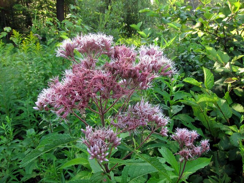 Joe Pye Weed Handles Moist Soil While Attracting Pollinators