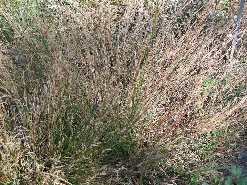 Little Bluestem Forms Safe Clumps For Cover