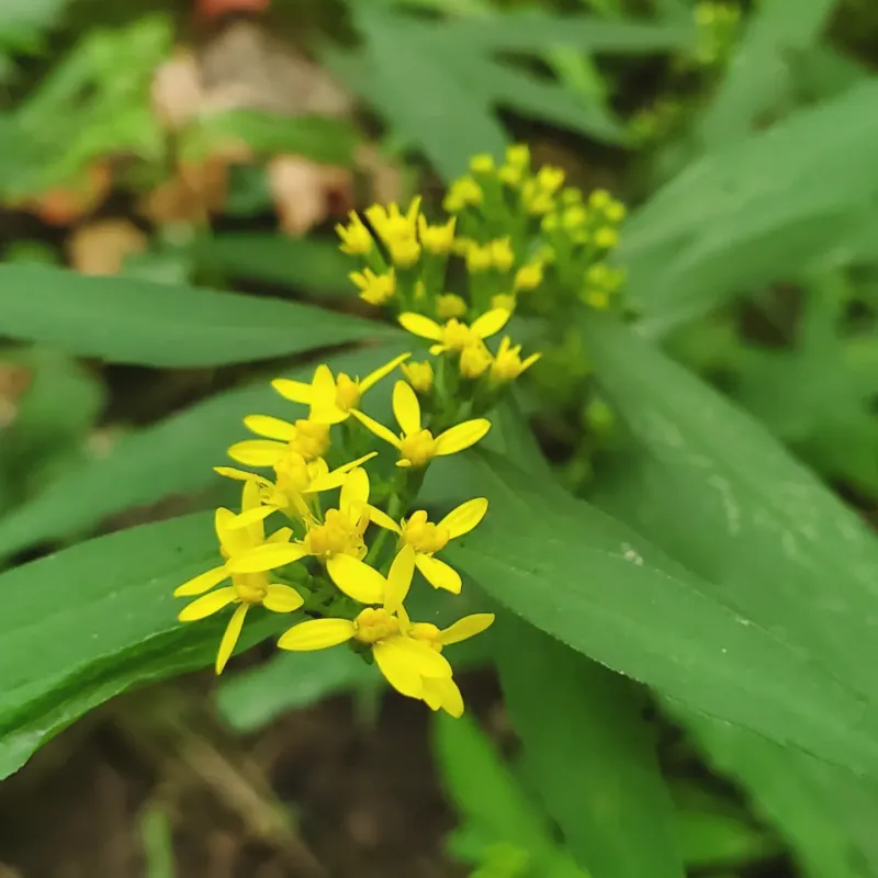 Bluestem Goldenrod (Solidago Caesia)