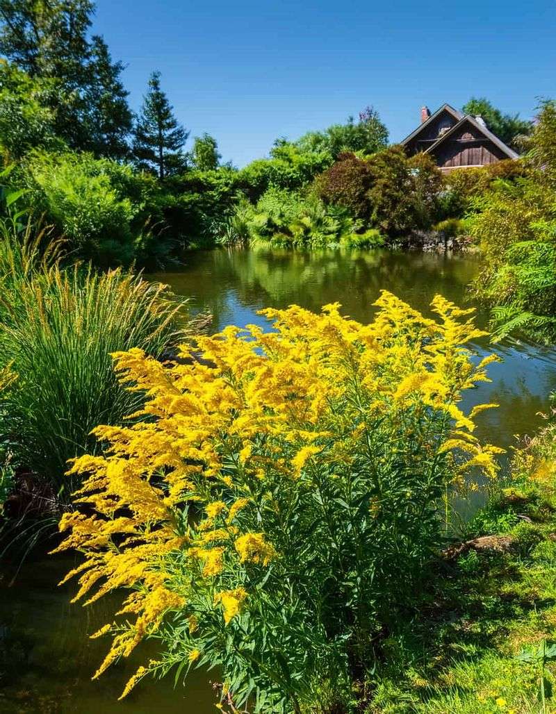 Goldenrod (Solidago Spp.)