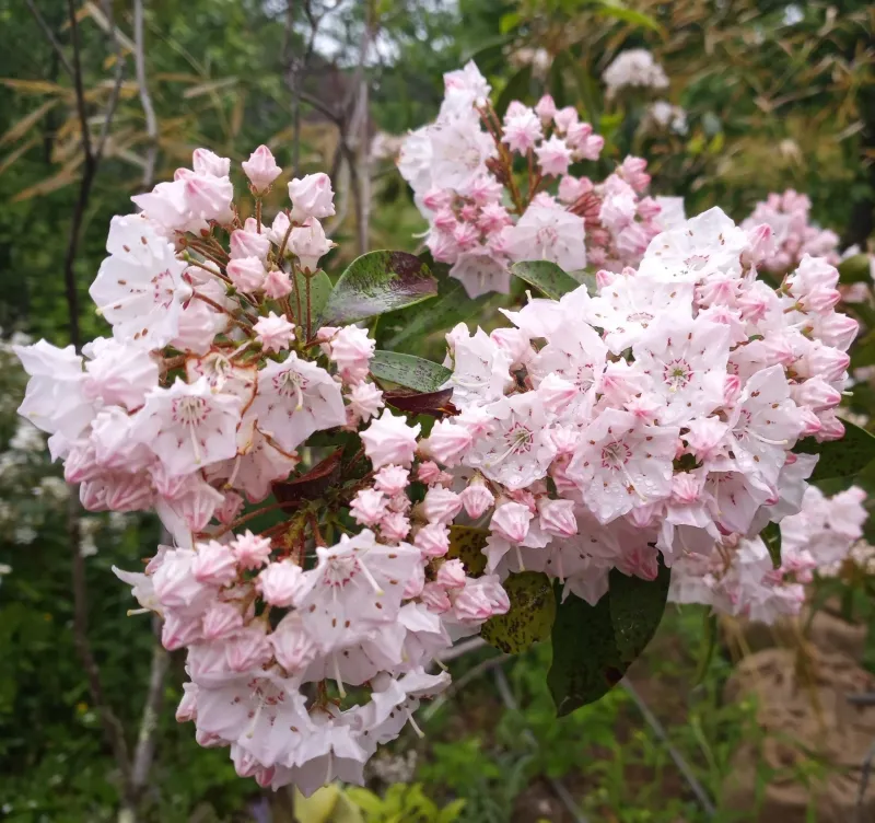 Mountain Laurel (Kalmia Latifolia)